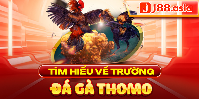 Tìm hiểu về trường đá gà thomo 